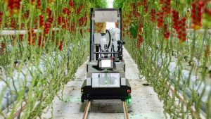 Certhon Build Denso cherry tomato harvesting robot